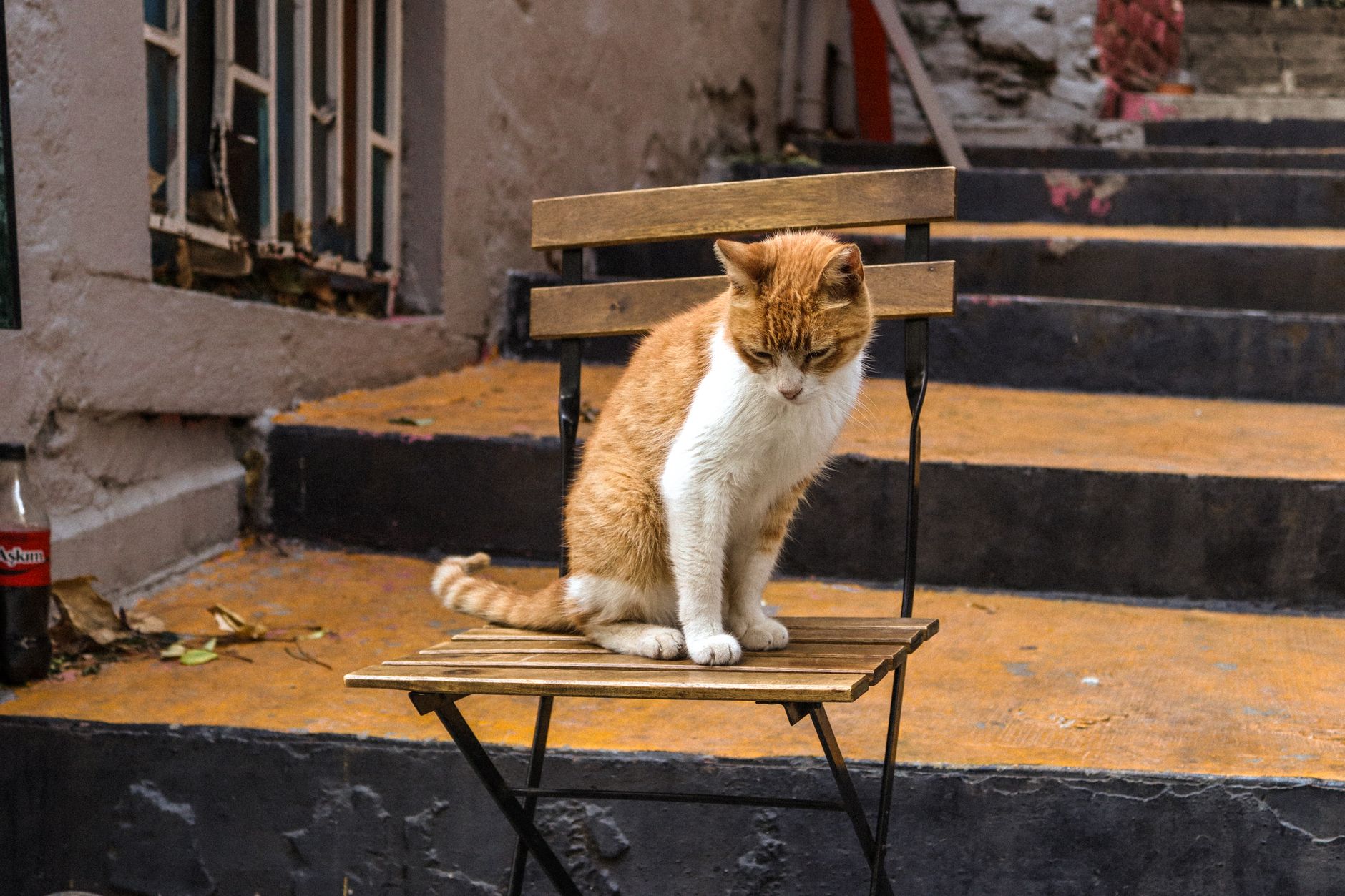 Estambul la increíble ciudad de los gatos y su cuidado comunitario